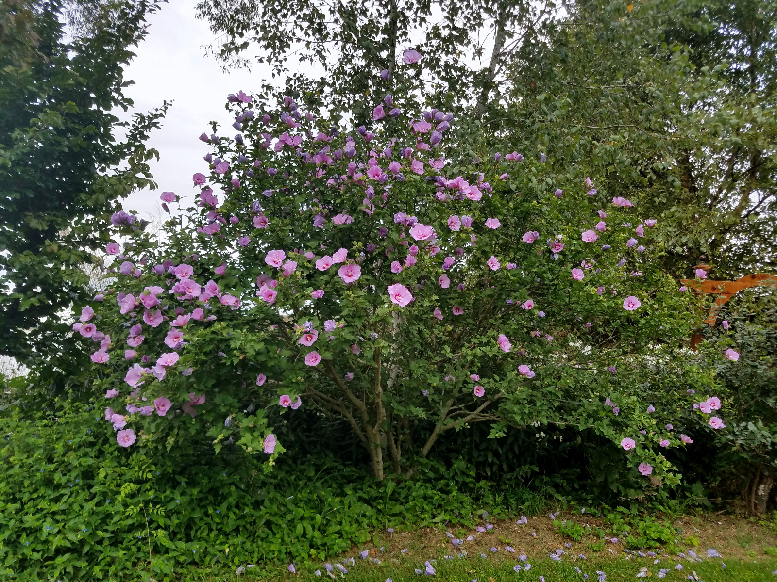 Long blooming Rose-of-Sharon